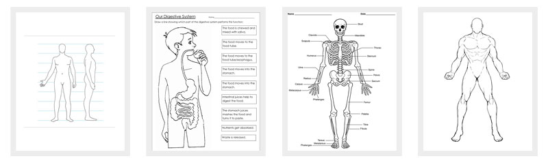 the human body pdf